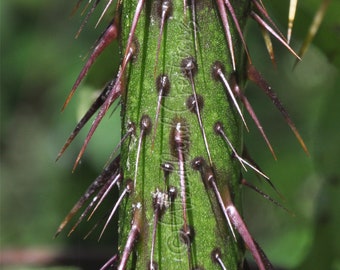 Malevolence - Rare Plant - Thorns - Five-Minute Plant - Solanum atropurpureum