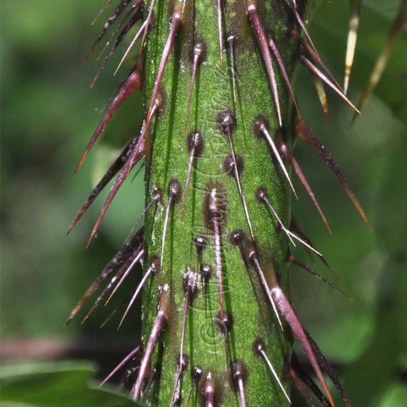 Malevolence Seeds - Solanum atropurpureum - Rare Plant - Thorns - Purple Devil - Five-Minute Plant