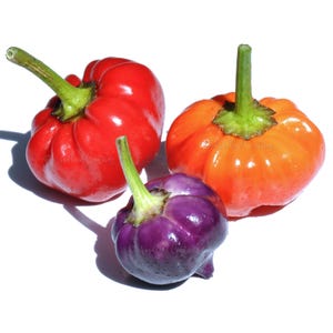 Purple Pumpkin Pepper Seeds - Chili Pepper Seeds - Hot Pepper Seeds - Rare Pepper Seeds - Capsicum annuum