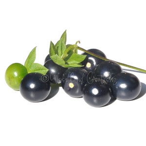 Jaltomato Seeds - Purple Jaltomato - Sand Tomato - Edible Berry - Rare Fruit - Jaltomata procumbens