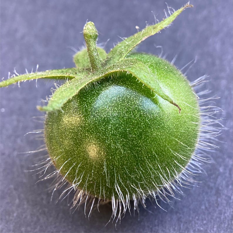 K&ouml;nnte beinhalten: Nahaufnahme einer gr&uuml;nen, unreifen Tomate. Die Tomate ist rund mit einer leicht strukturierten Oberfl&auml;che und bedeckt mit winzigen wei&szlig;en Haaren. Gr&uuml;ne Bl&auml;tter und Stiel sind oben an der Tomate befestigt.