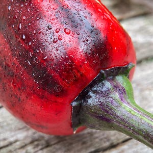 Count Mattcula Pepper Samen - Variegated Leaf Jalapeno Pepper