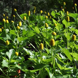 Zahnschmerzen Pflanzensamen Gelbe Blumen Elektrische Gänseblümchen Samen Buzz Button Paracress Seeds Brede mafane Spilanthes Acmella alba Bild 2