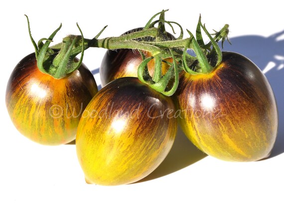 Napa Chardonnay Blush Cherry Tomato Seeds Organic Heirloom Yellow Fruit USA Napa Chardonnay Blush Cherry Tomato Seeds Organic Heirloom Yellow Fruit USA