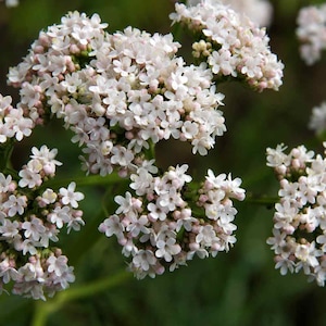 Semi di valeriana (oltre 100) - Valeriana Officinalis - Semi di erbe medicinali - All Heal - Eliotropio da giardino