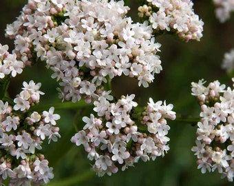Valerian Seeds (100+) - Valeriana Officinalis - Medicinal Herb Seeds - All Heal - Garden Heliotrope