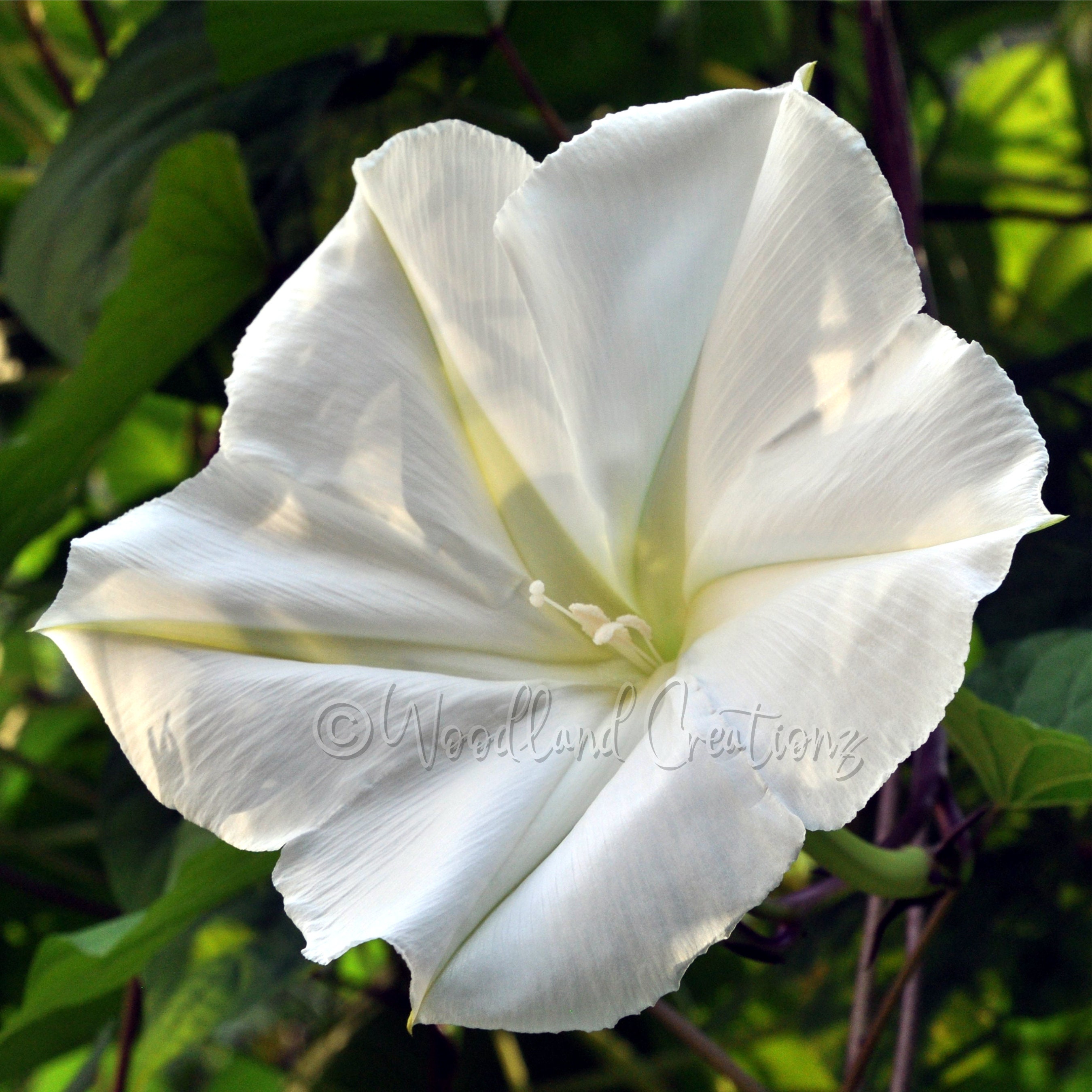 Moonflower Plant - Etsy
