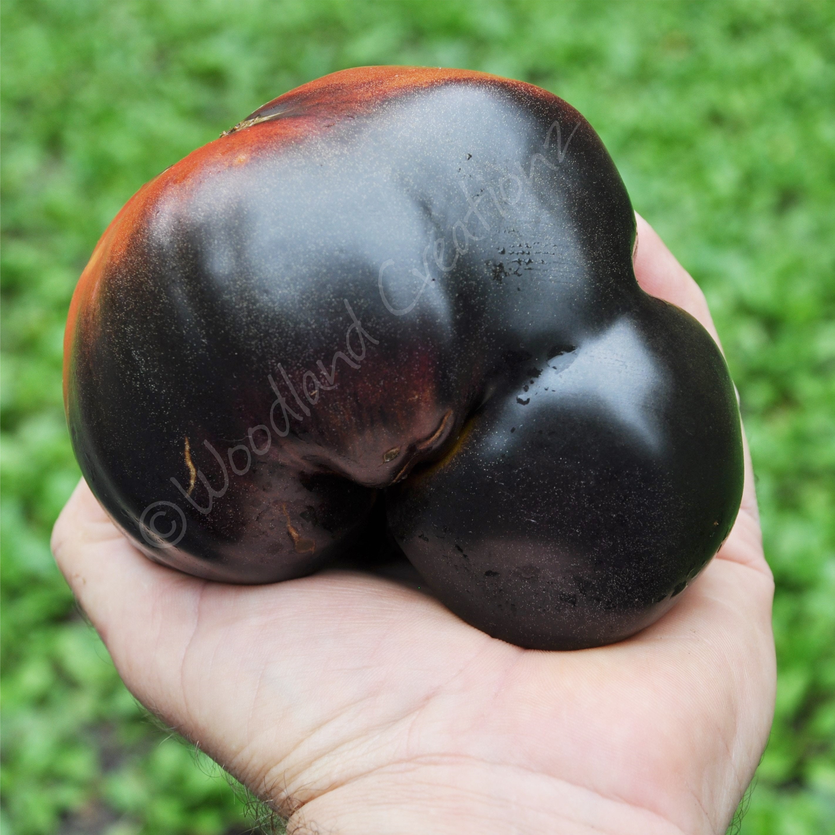 6256 POMODORO PRINCIPE BORGHESE Pomodoro Da Appendere | Emporio Botanico Zorzi - Padova - Foto 4