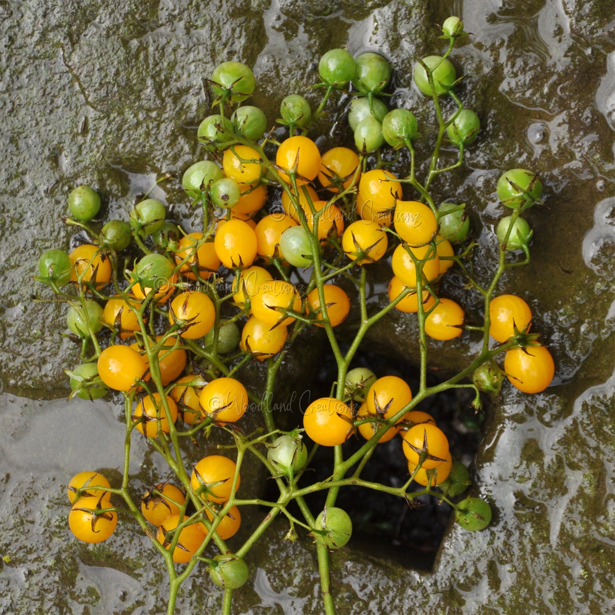 Microberry Tomato Seeds: Dwarf Yellow Cherry, Multiflora (20 Seeds