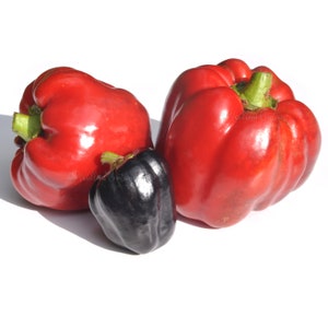 Midnight Dreams Pepper Seeds: Rare Organic Sweet Red Bell Pepper