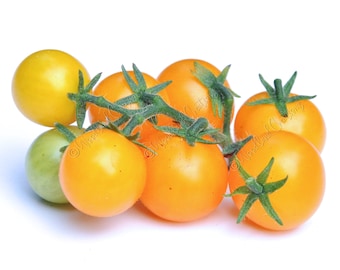 Jochalos Micro Tomato - Micro Dwarf Tomato Seeds - Yellow Cherry Tomatoes