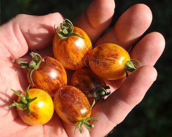 Tomate Golden Hour - Semillas de tomate micro enano - Tomates amarillos dulces