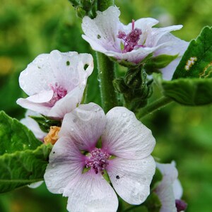 May include: Close-up of white flowers with a hint of pink, showcasing delicate petals and a vibrant purple center. Water droplets cling to the petals and leaves, adding a fresh, dewy appearance. The flowers are set against a blurred green background, highlighting the natural beauty.
