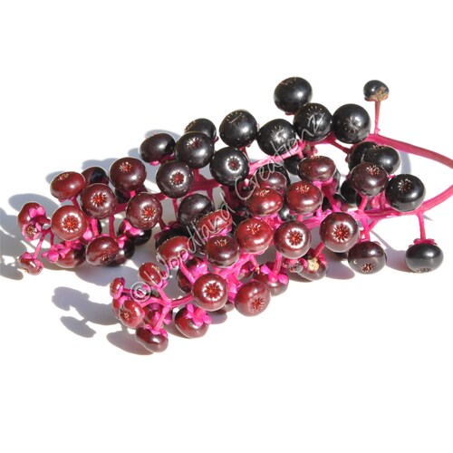 Sticky Monkey Flower Seeds
