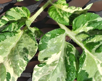 Painted Lady Tomatensamen - bunte Erbstück - herzförmige Frucht