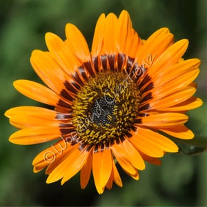 Cape Daisy Seeds - Orange Flowers