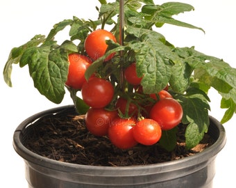 Jip and Janneke Tomato - Micro Dwarf Tomato - Micro Dwarf Tomato Seeds - Micro Tomato Plants