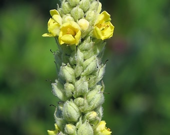 Mullein Seeds (500+) – Native Plant - Medicinal Plant - Verbascum thapsus