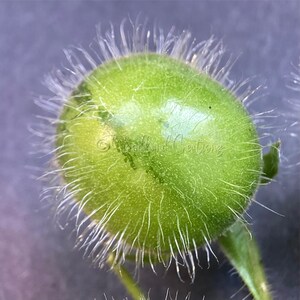 K&ouml;nnte beinhalten: Nahaufnahme einer kleinen, runden, gr&uuml;nen Frucht mit einer pelzigen Textur und feinen wei&szlig;en Haaren. Die Frucht ist an einem gr&uuml;nen Stiel befestigt, vor einem verschwommenen Hintergrund. Die Frucht scheint eine Beere zu sein.