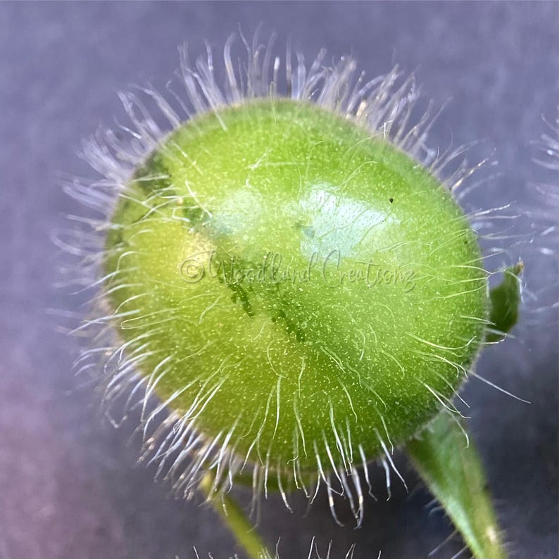 K&ouml;nnte beinhalten: Nahaufnahme einer kleinen, runden, gr&uuml;nen Frucht mit einer pelzigen Textur und feinen wei&szlig;en Haaren. Die Frucht ist an einem gr&uuml;nen Stiel befestigt, vor einem verschwommenen Hintergrund. Die Frucht scheint eine Beere zu sein.