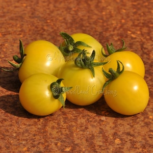 Nebolshoy Limon Tomato - Micro Dwarf Tomato Seeds - Sweet Yellow Tomatoes