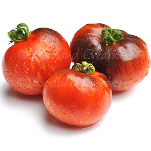 Cosmos Tomate Samen - Neue Tomate - Süße Tomate - Bio Tomate - Nicht Hybrid Tomate