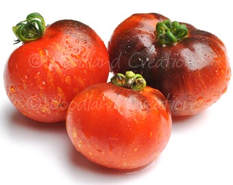 Könnte beinhalten: Drei Erbstücktomaten mit einer Mischung aus roten und dunkelvioletten Farbtönen. Die Tomaten haben eine leicht abgeflachte Form und sind mit Wassertropfen bedeckt. Grüne Stiele krümmen sich von oben. Auf weißem Hintergrund.