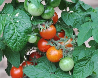 Vilma Tomatensamen - Micro Zwerg, rote Kirschsorte