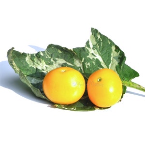 Potato Leaf Variegated Yellow Tomato - Variegated Leaves - Yellow Cherry Tomato