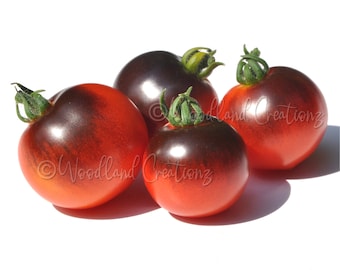 Semillas de tomate enano Tartufo Micro - Frutos oscuros raros - Plantas de tomate pequeñas