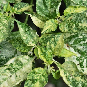 Ninfadora Pepper - Variegated - Rare Pepper Seeds - Hot Pepper Seeds