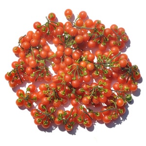 Red Berry Nightshade - Solanum villosum ssp. alatum - Rare Fruit Seeds