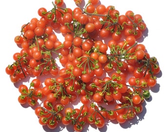 Red Berry Nightshade - Solanum villosum ssp. alatum - Rare Fruit Seeds