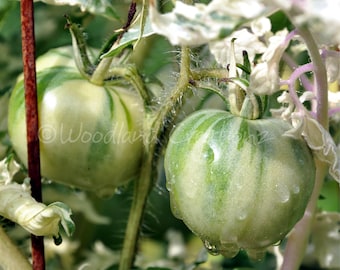 Splash Of Cream Tomato Seeds - Variegated Plant Leaves
