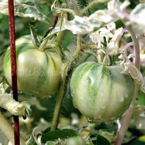 Splash Of Cream - Variegated Tomato Seeds - Variegated Plant Leaves