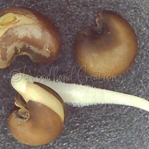 May include: Three brown seeds with a light-colored interior are displayed against a gray background. One seed has a white sprout emerging. The image is labeled "Woodland Creationsz".