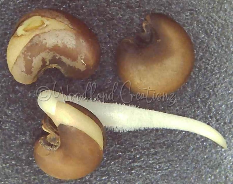 May include: Three brown seeds with a light-colored interior are displayed against a gray background. One seed has a white sprout emerging. The image is labeled "Woodland Creationsz".