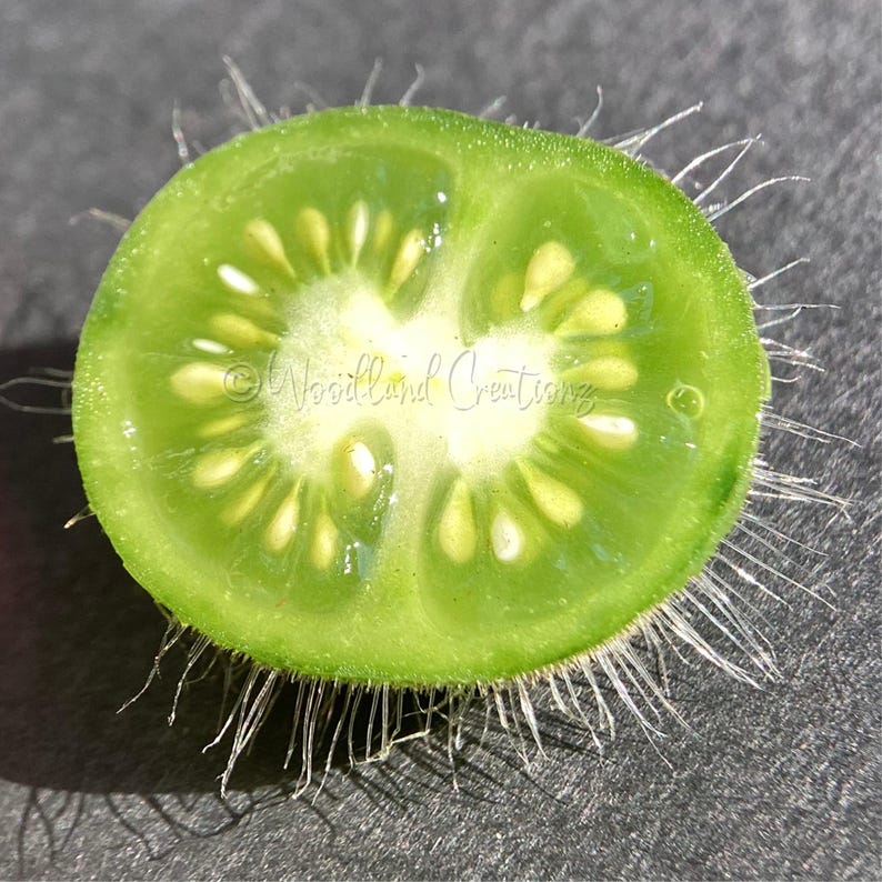 K&ouml;nnte beinhalten: Nahaufnahme einer halbierten gr&uuml;nen Tomate, die ihre innere Struktur mit Samen und einem hellen Kern zeigt. Feine, haar&auml;hnliche F&auml;den erstrecken sich vom &auml;u&szlig;eren Rand. Dunkler Hintergrund.