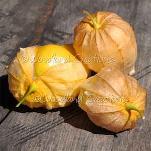 Queen of Malinalco Tomatillo - Physalis ixocarpa - Rare Mexican Husk Tomato