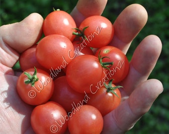 Semillas de tomate enano Rosy Finch Micro - Variedad rara de color rosa ruborizado