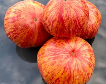 Solar Flare Tomato Seeds - Red Striped Beefsteak