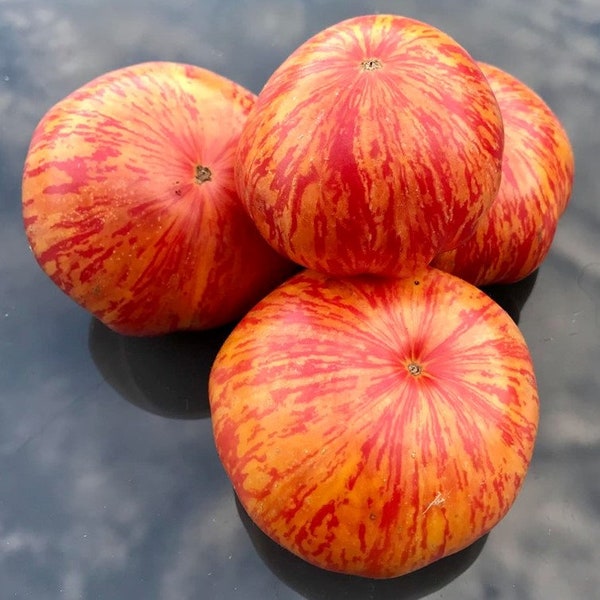 Solar Flare Tomato Seeds - Striped Tomato Seeds - Beefsteak Tomato Seeds