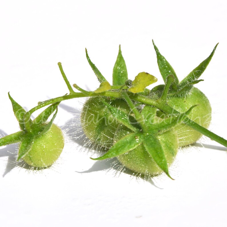 K&ouml;nnte beinhalten: Nahaufnahme eines Zweigs unreifer gr&uuml;ner Tomaten mit ihren sternf&ouml;rmigen Kelchen und pelziger Haut. Die Tomaten sind an einem gr&uuml;nen Stiel befestigt, vor wei&szlig;em Hintergrund.
