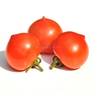 Evita Micro Dwarf Tomato Seeds: Sweet Red Cherry Tomatoes