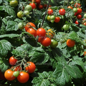 Regina Tomato Seeds - Micro Dwarf Tomato Seeds - Red Cherry Tomato - Organic Heirloom USA