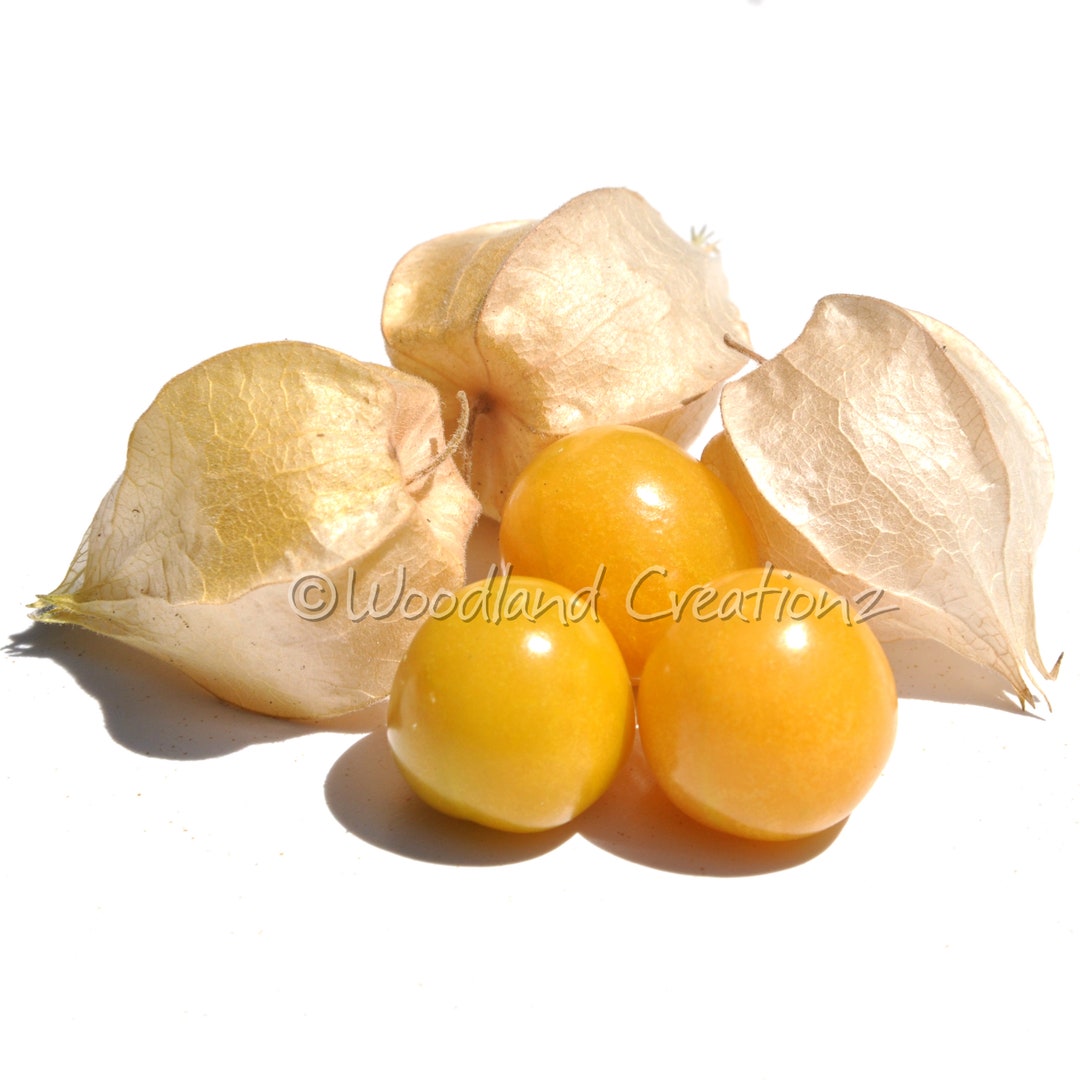 New Hanover Ground Cherry Seeds Ground Cherry Seeds Physalis Pruinosa Organic Heirloom USA Etsy
