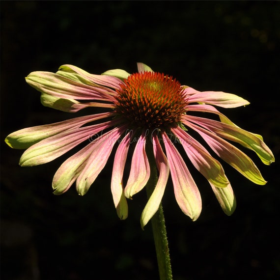 Green Twister Echinacea Seeds - Perennial Flower (25+ Seeds)
