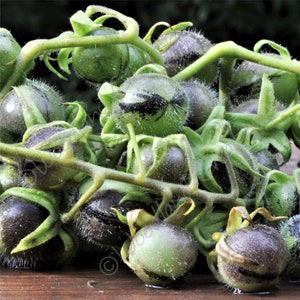 Wild Peruvian Tomato Seeds Rare Beautiful Edible Exotic Solanum Peruvianum image 1