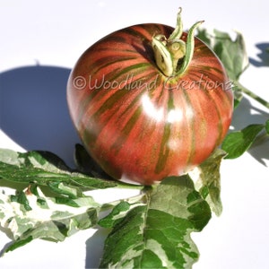 Painted Lady Tomato Seeds Variegated Leaves New Rare Beautiful Etsy