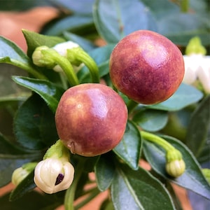 Könnte beinhalten: Nahaufnahme von zwei runden, rot-violetten Beeren mit gelb-braunen Flecken, umgeben von grünen Blättern und weißen Blütenknospen. Die Beeren haben eine glatte Oberfläche. Das Bild hat ein natürliches, botanisches Thema.